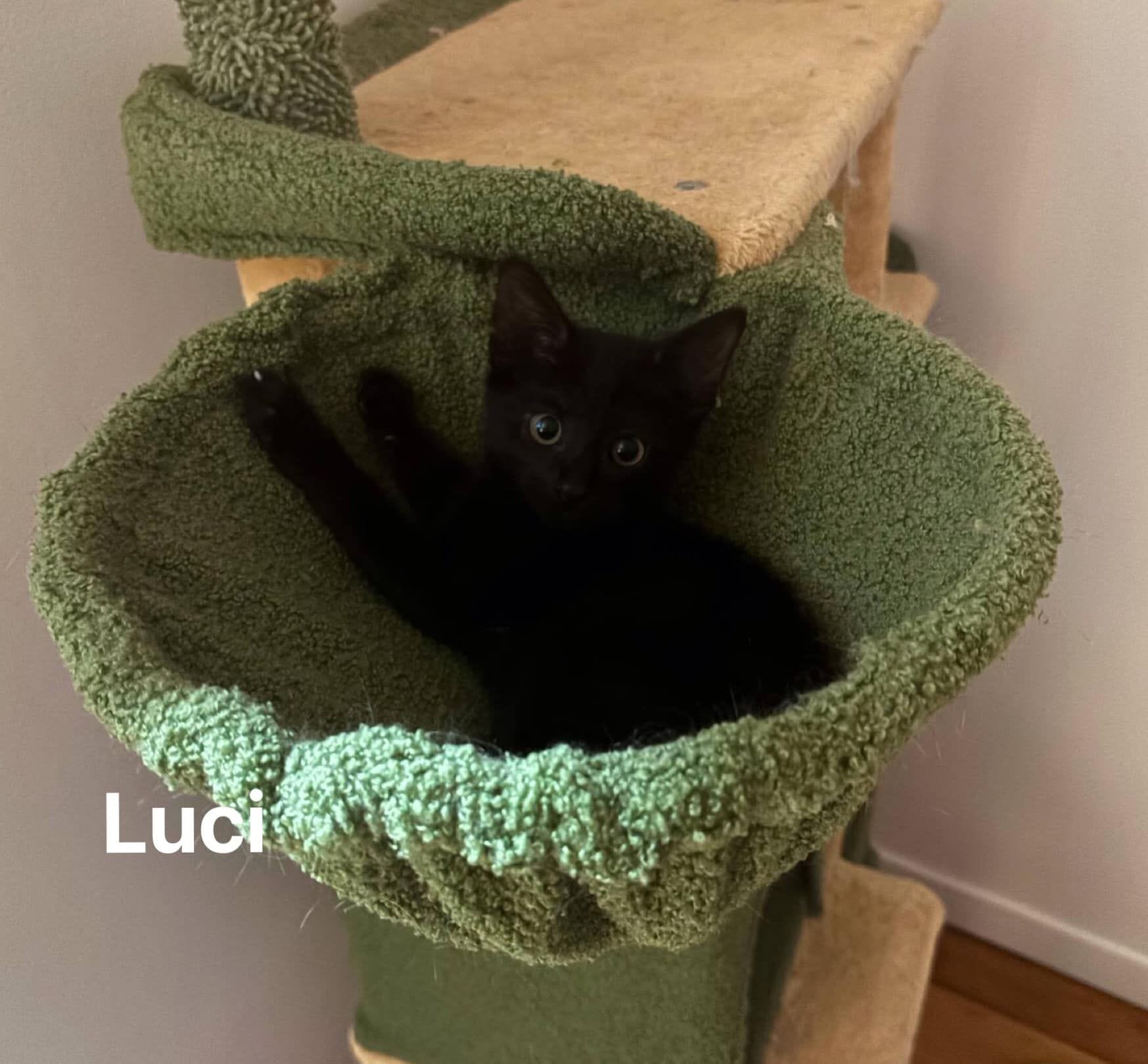 Luci Luci